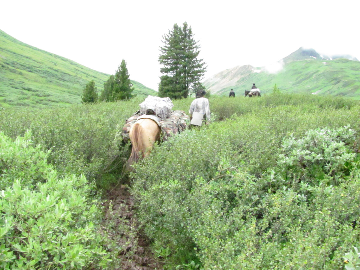 Спустившись с перевала, мы петляли среди кустарников