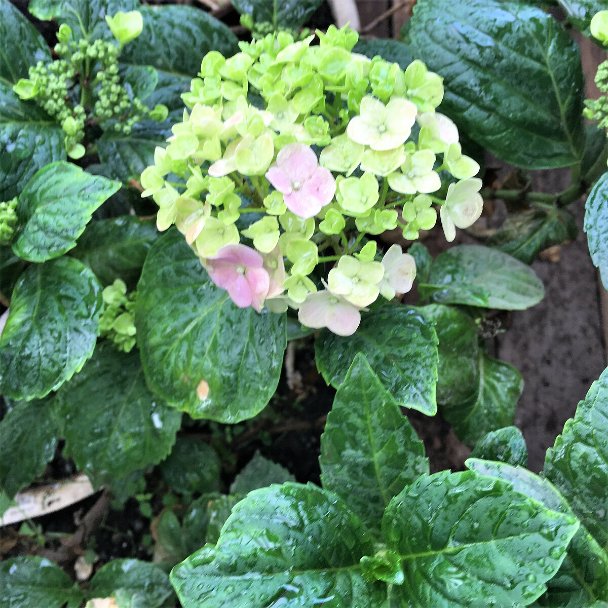 Гортензия Букет Роуз