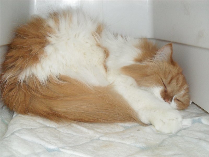 На передержке