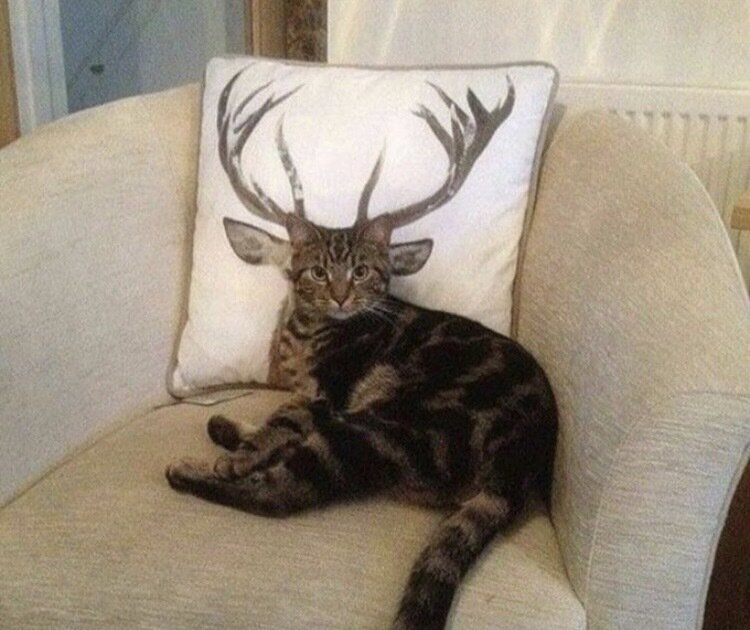 котик Шпротик