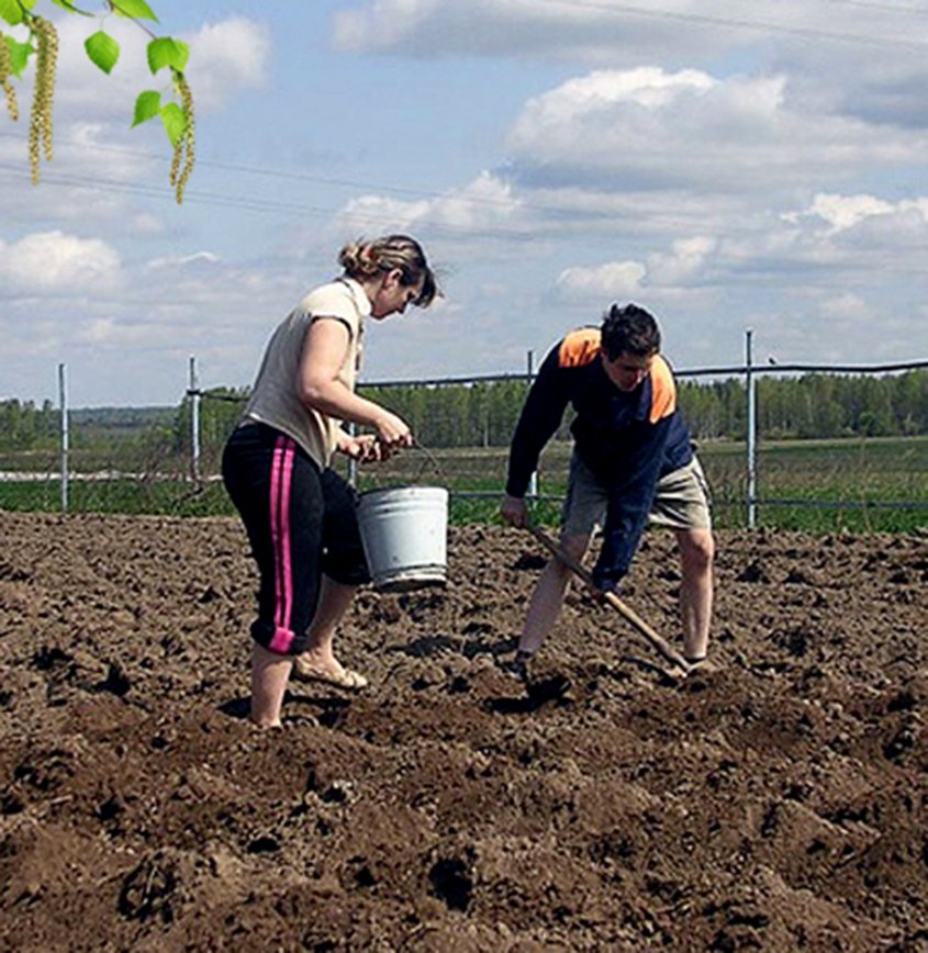 Мемы про посадку картошки. Мем про сажание картошки. Картинка про посадку картошки. Мем про посадку картошки. Посадка картофеля картинки.