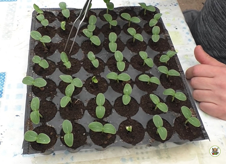 Рассада на 5-ый день после посева