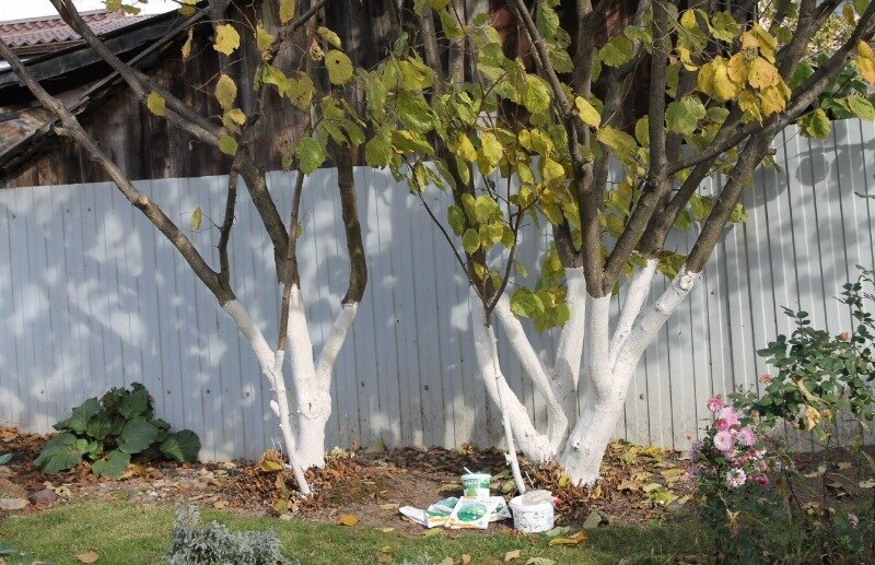 Кто-то привык видеть белые стволы деревьев и считать таковые нормой, но не стоит забывать, что в природе такого не бывает. (Фото используется по стандартной лицензии ©hozvopros.com)