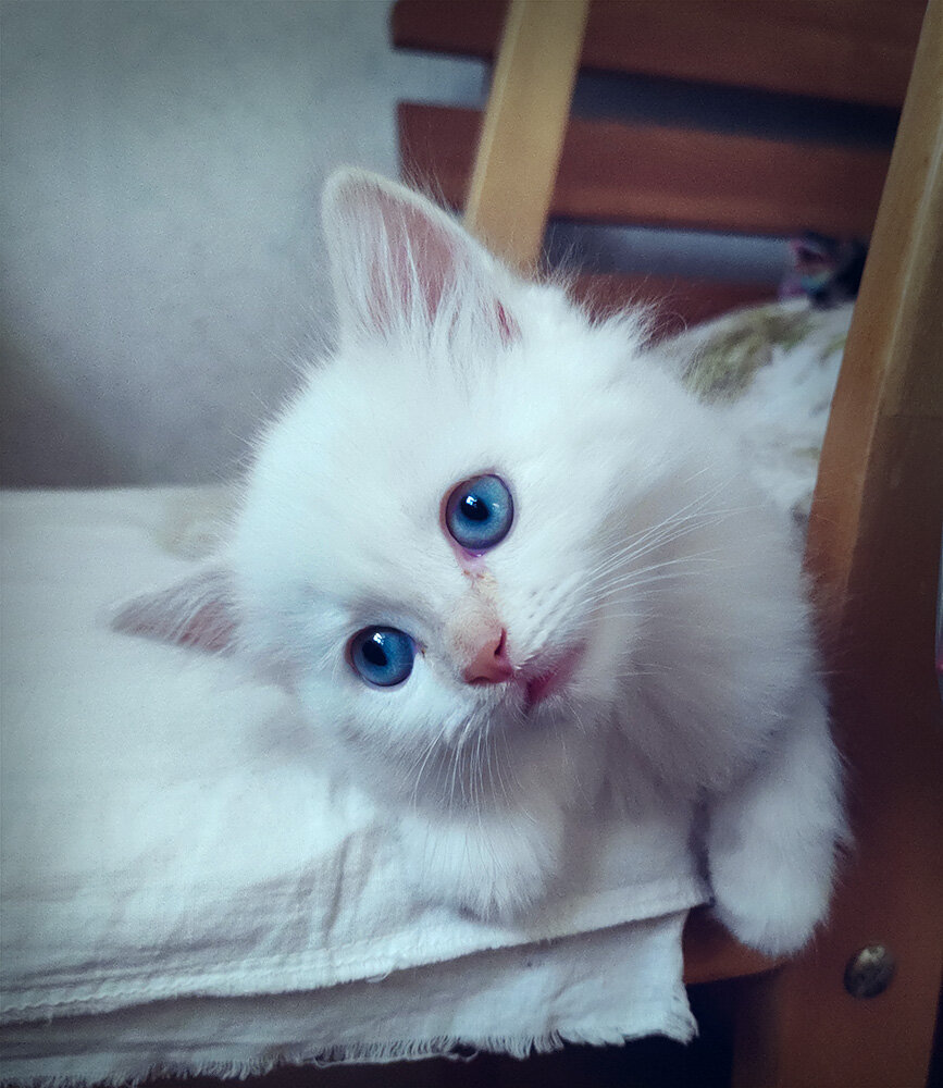 Голубоглазый пушистик