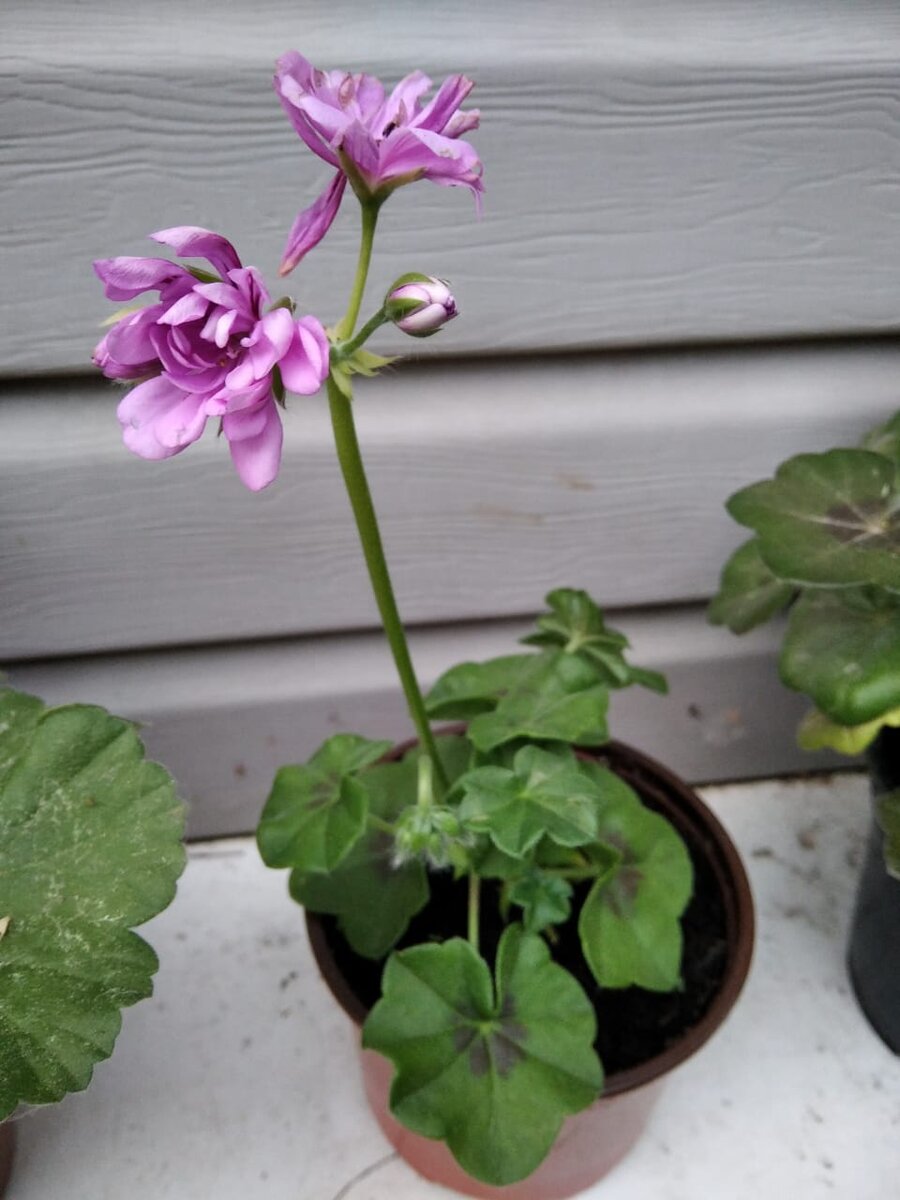 Новое приобретение оказалось плющелистной пеларгонией. Цвет точный. 