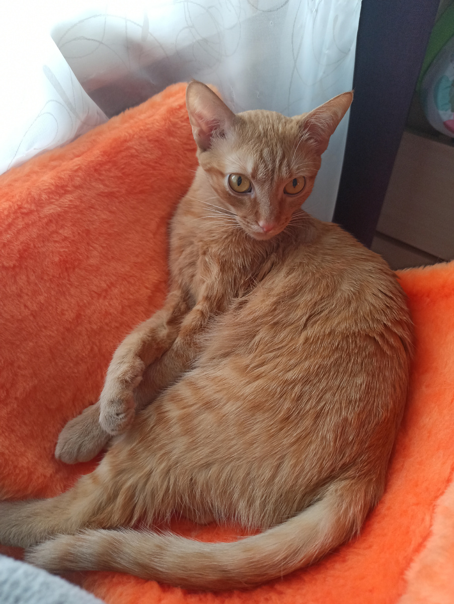 Лучик с шикарной шерстью