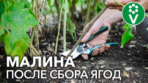 МАЛИНА ПОСЛЕ СБОРА УРОЖАЯ: сделайте это обязательно!