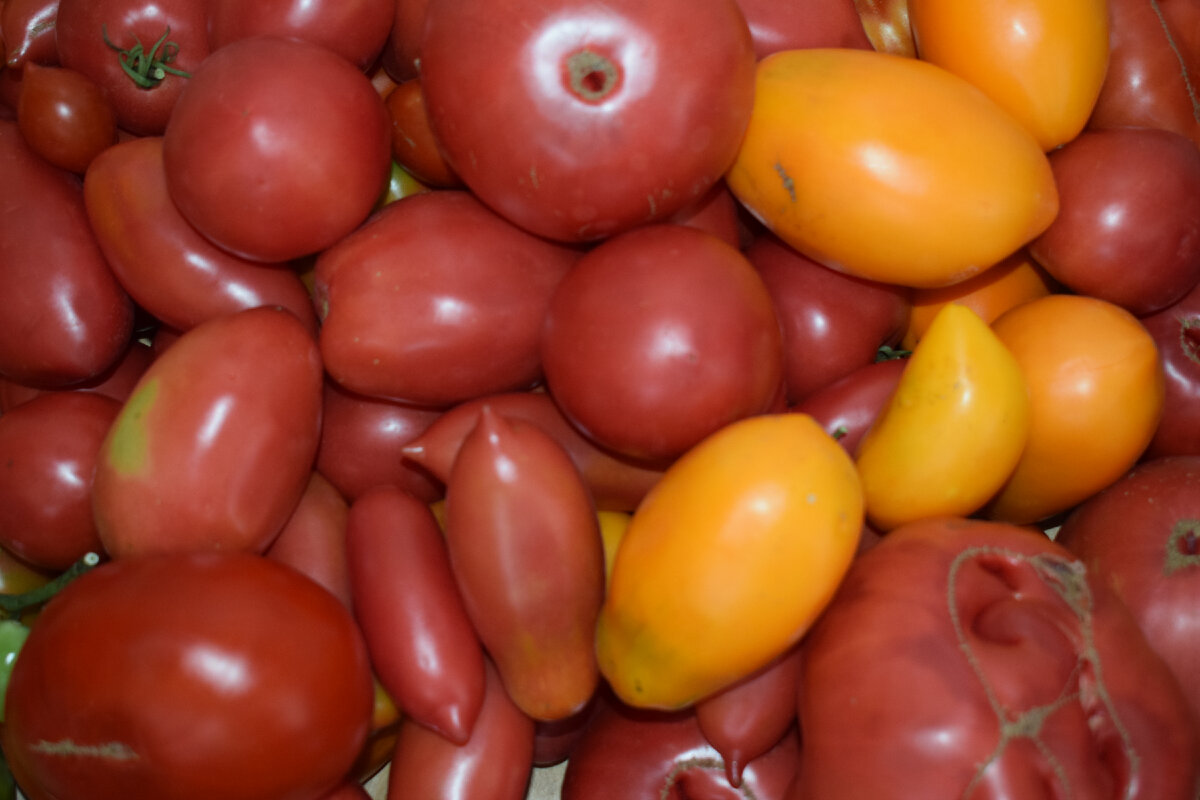 мои томаты(фото автора)2021