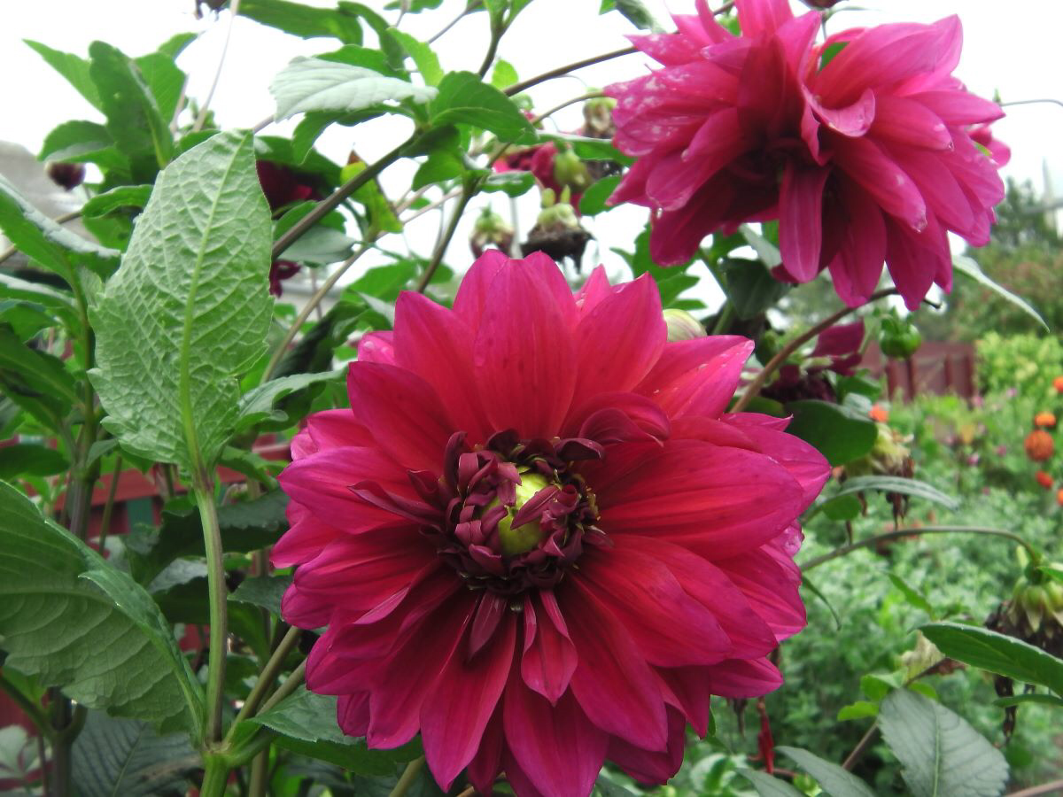 Георгины в саду. Фото автора