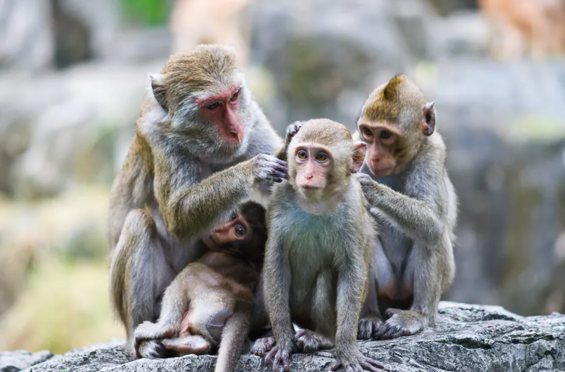 Фото: theconversation.com