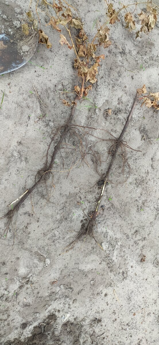 Саженцы винограда были высажены в открытый грунт прошлой осенью. С последующей пересадкой.