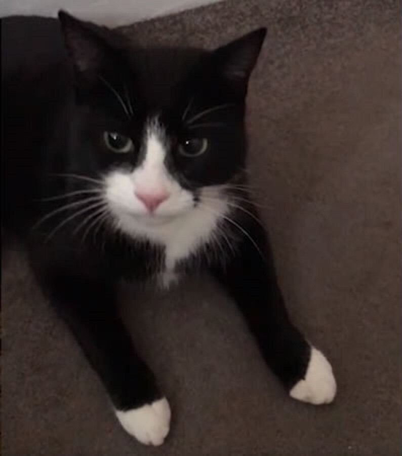 Кот Сандерс. Источник фото: https://100-hvostov.ru/novosti/khozyajstvennyj-kot-prinjos-domoj-zhivuyu-utku