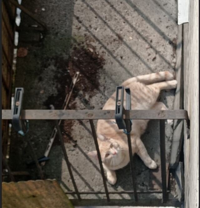 Домашний кот выпал на чужой балкон