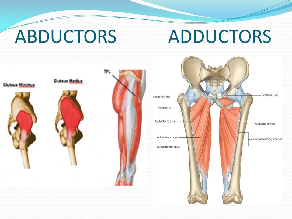 Мышцы отводящие бедро (абдукторы) представлены слева. Малая ягодичная, средняя ягодичная и напрягатель широкой фасции. Фото из интернета.