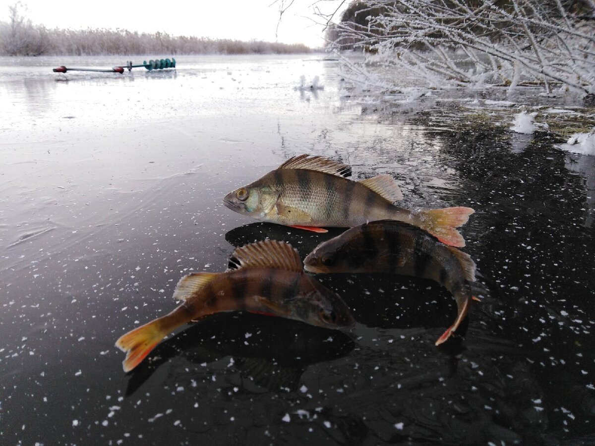 Почему не клюет по первому льду? Основные причины бесклевья |  MASTER-FISHER.RU | Дзен