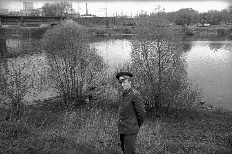 Лосиха в Москве. Виктор Ершов, июнь 1971 года, г. Москва, МАММ/МДФ.