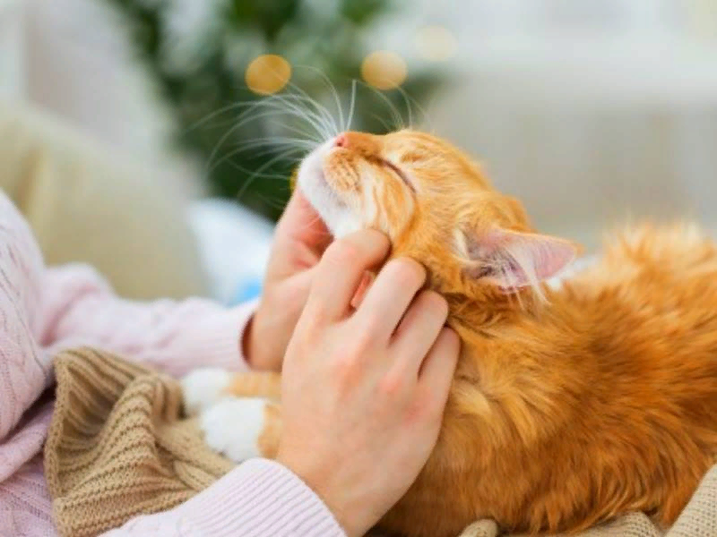 Домашние животные с хозяевами. Гладить животных. Гладить животных. Кошка мурлычет. Человек гладит кота.