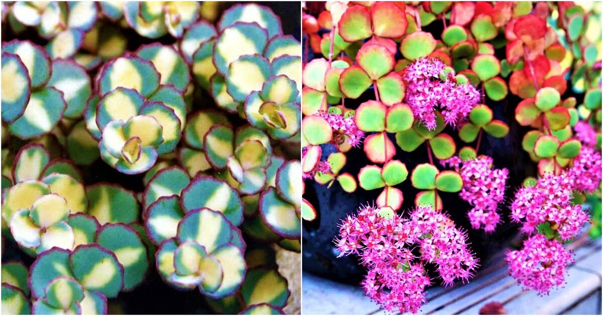 Листайте галерею для просмотра. Очиток Mediovariegatum. Фото с сайта: https://clck.ru/Yvd4H.