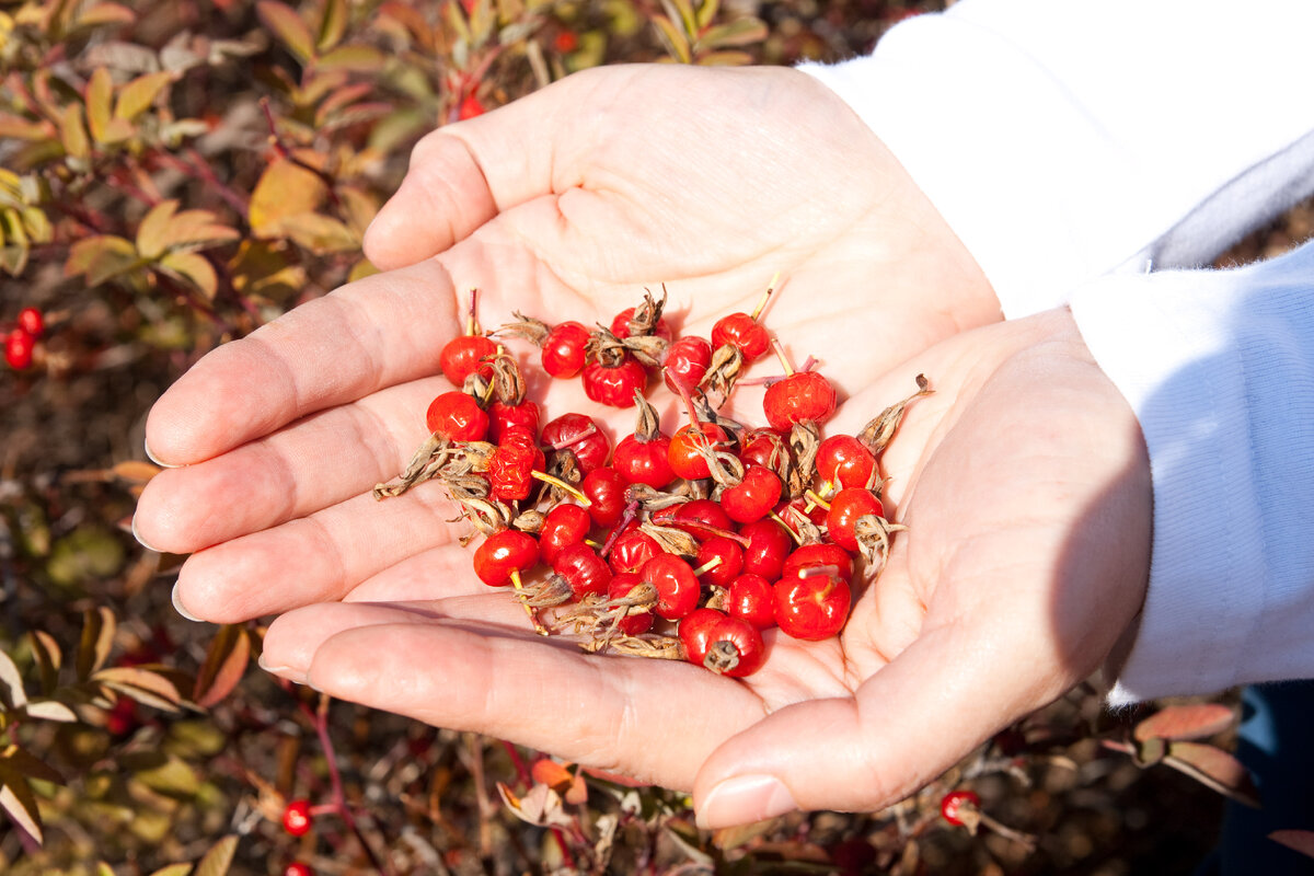 В шиповнике больше всего витамина С