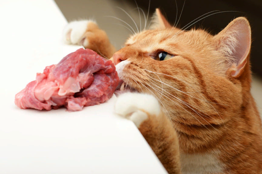 🐱Каким мясом кормить кошку - сырым или вареным | Нос, хвост, лапы | Дзен