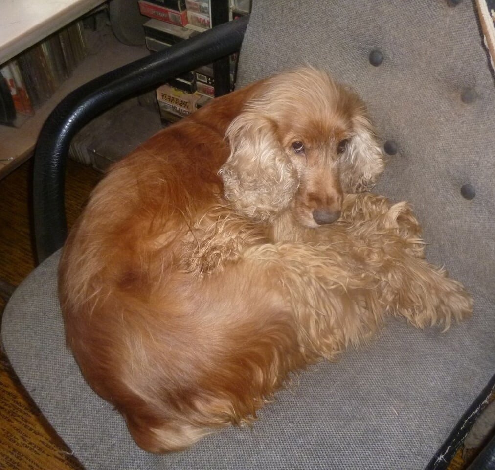 Тимоша. Фото из личного архива Вали. Опубликовано с согласия автора (https://vk.com/club191912597?z=photo-191912597_457241779%2Fwall-191912597_2763)