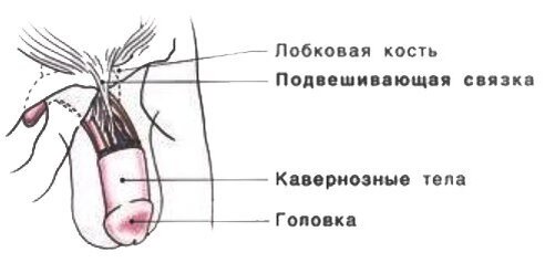 Увеличение полового члена клиника