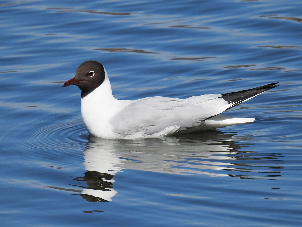 Яндекс картинки.