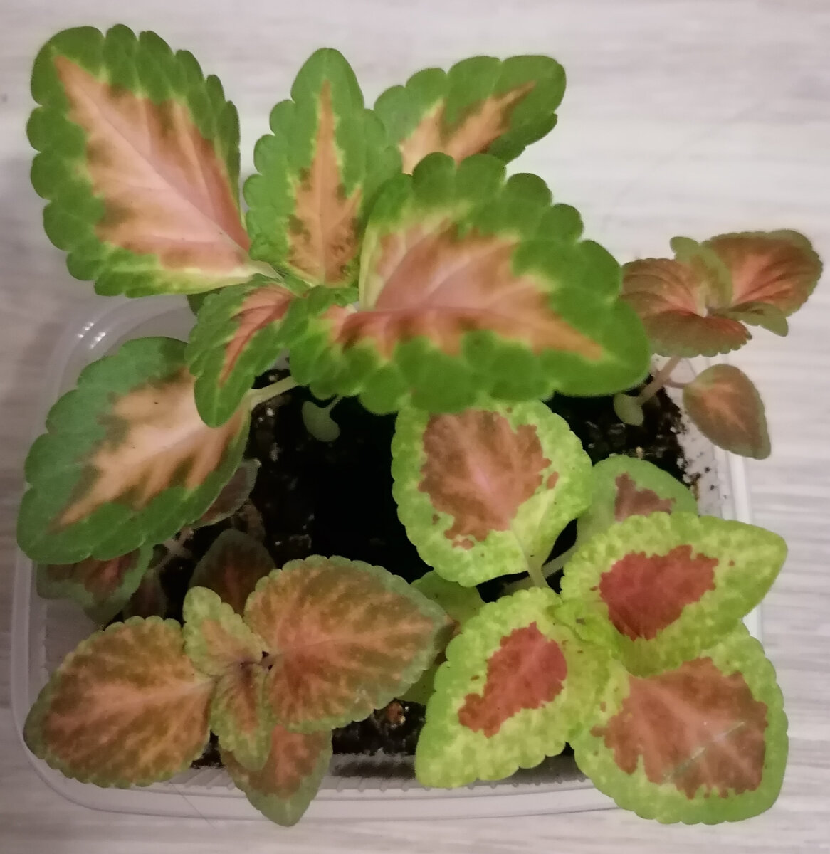 Колеус "Визард". Конец марта. 