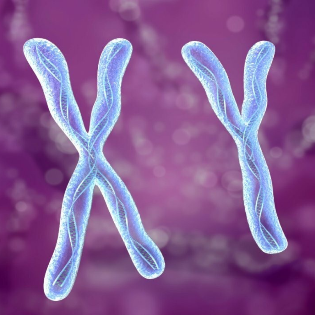 X хромосома какие. Хромосома. Игрек хромосома. Y хромосома. XY хромосомы.