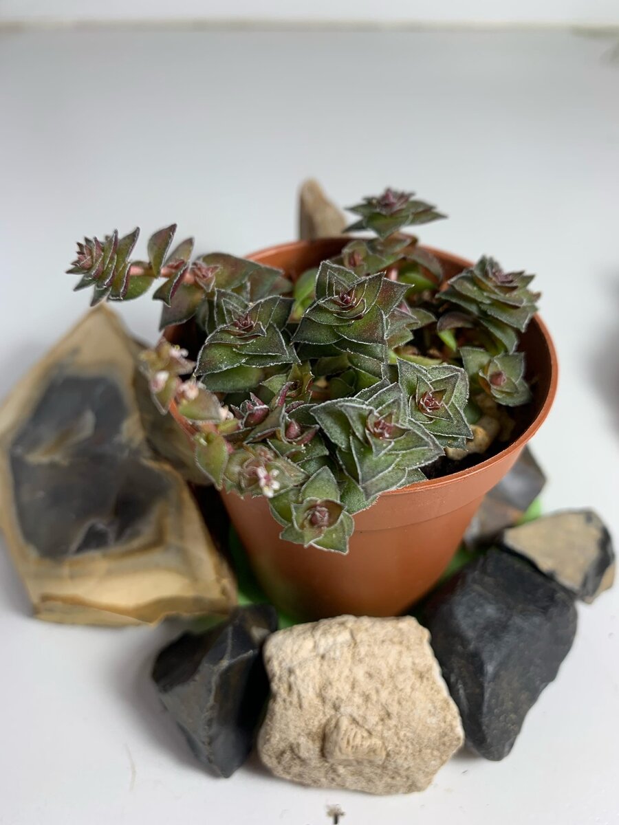 Крассула коримбулоза 