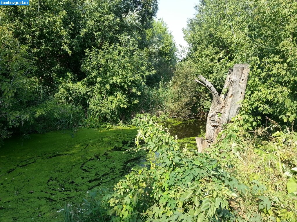 Река Бурначка в Тамбовской области. Источник: Tambovgrad.ru