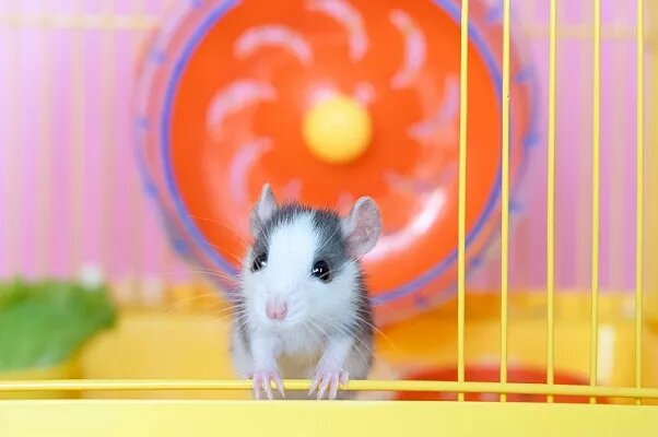 Грызун в клетке