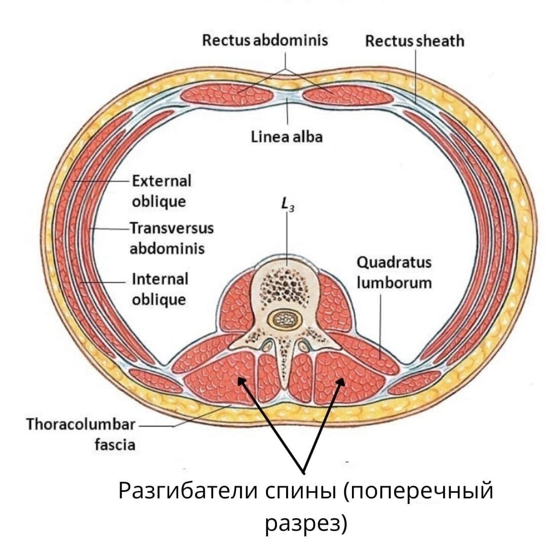 Фасция thoracolumbalis