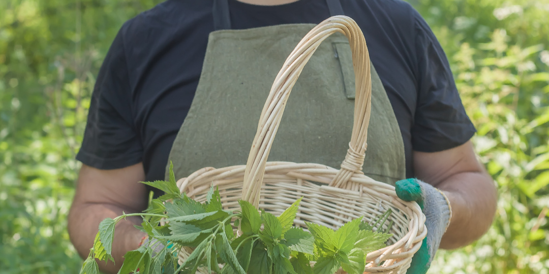 Суп крапивный страчателла