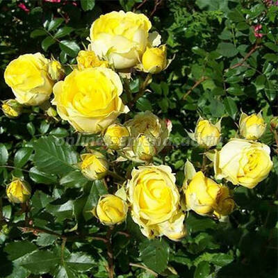 Фото из ИНЕТА