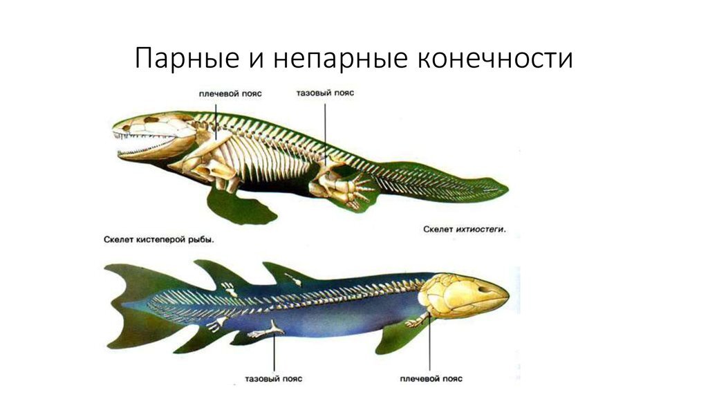 Я ж сказал! Никаких кистепёрых!