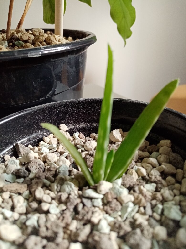 Детка космического алоэ вера как страховка. Незатронутых переливом деток у материнского растения практически не осталось, так что за эту малявку очень переживаю. Фото автора.