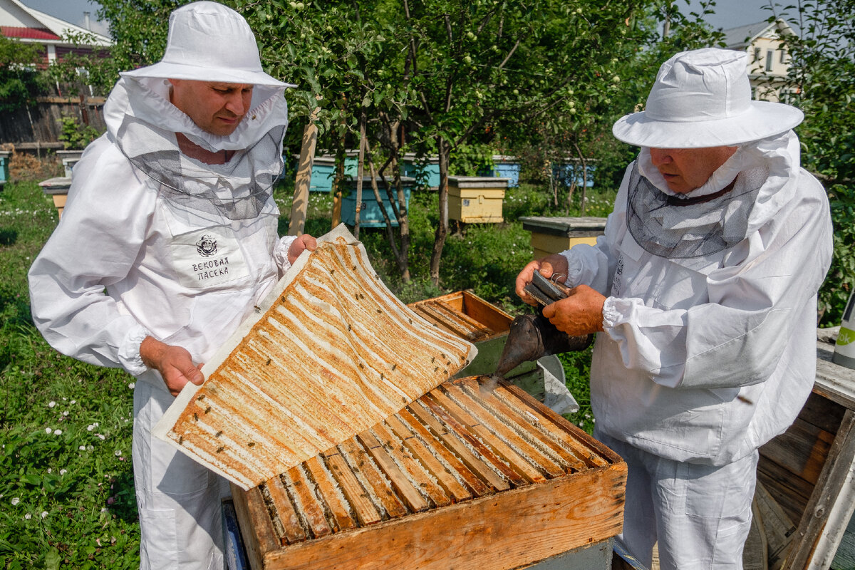 Профессия пчеловод