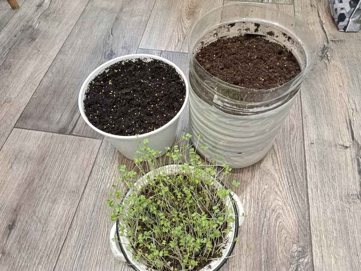 Горшки с землёй засеянные горчицей