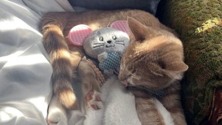 Кот Тор. Источник фото: https://120.su/2022/10/05/котёнок-спас-семью-от-отравления/