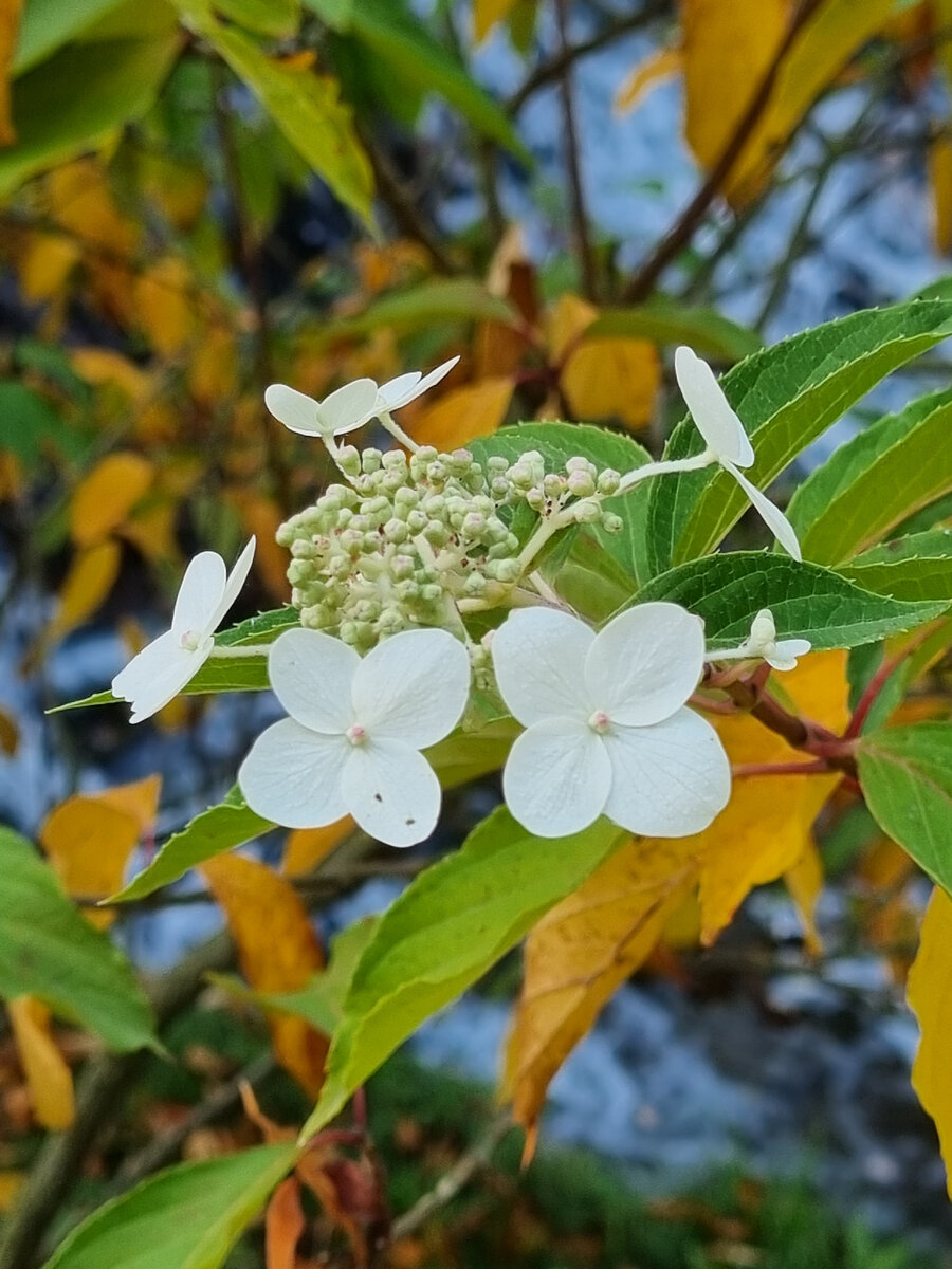 Фото из коллекции автора
