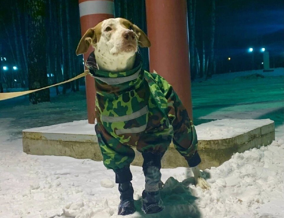     Сейчас Дик на передержке в хороших руках. Фото: Ольга Андренко.