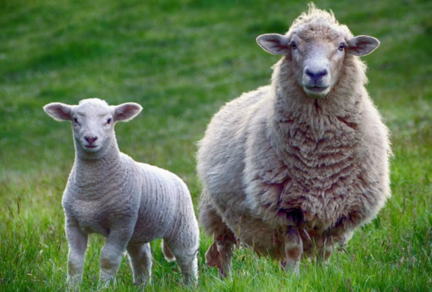 Без помощи человека домашние овцы могут сильно пострадать от избытка шерсти на теле.