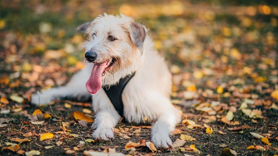  
 Для принятия правильного решения никогда не помешает свериться с гороскопом. Именно для них мы решили опубликовать собачий гороскоп на 2017 год, в который можно искренне верить, а можно просто шутки ради проверить так ли все на самом деле.
