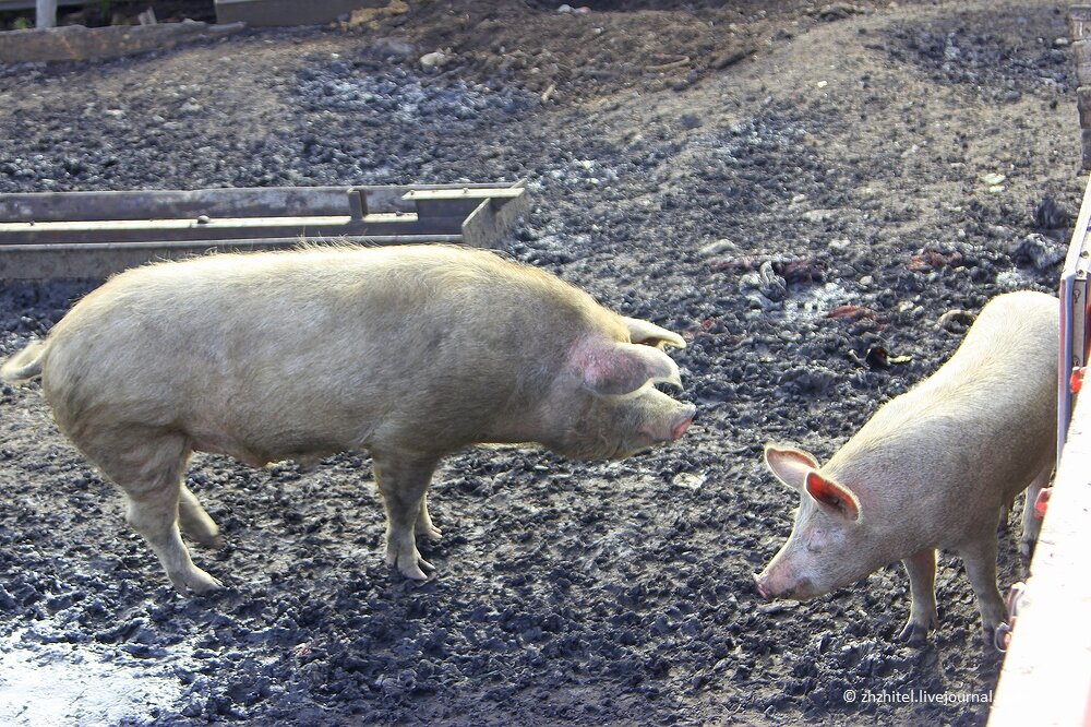 свинья 6 букв