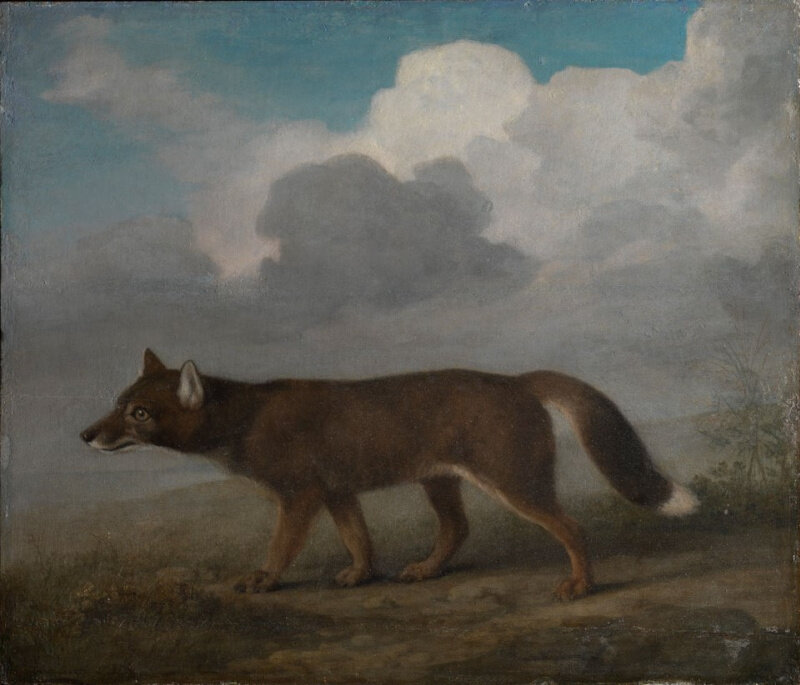 Большая собака (Динго). Джордж Стаббс, 1772