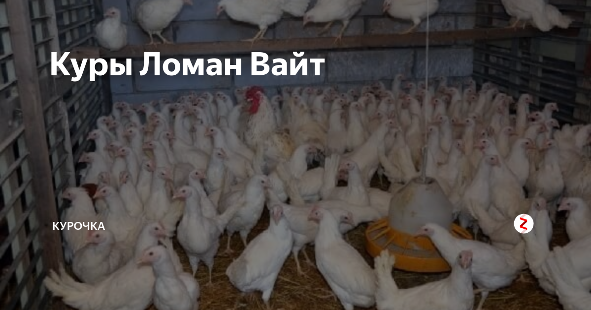 Фото ломан уайт. Ломан Уайт куры. Несушка Ломан Уайт. Куры породы Ломан Уайт. Ломан Браун Ломан Уайт.