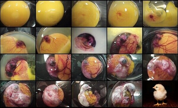 Цыпленок в яйце 3D — форма силиконовая объемная отзывы