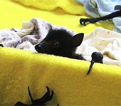 Когда смотришь как человек пытается воссоздать твою историю естественного отбора