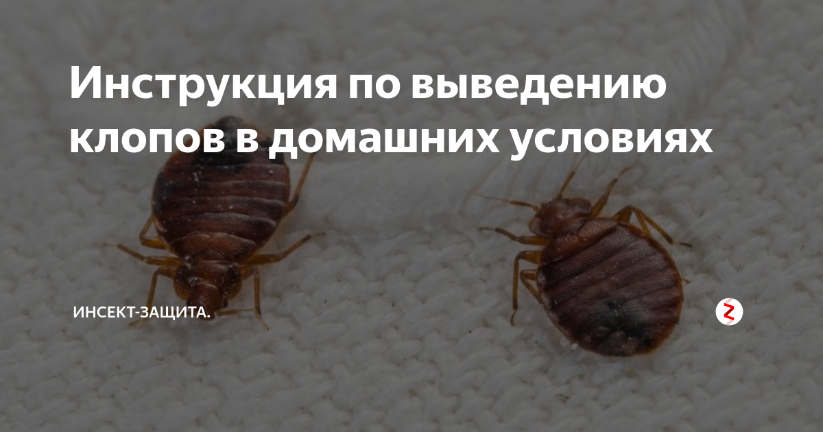 При какой температуре погибают клопы. Следы жизнедеятельности клопов. При какой температуре погибают клопы. Температура гибели клопов. При каком минусе умирают клопы.
